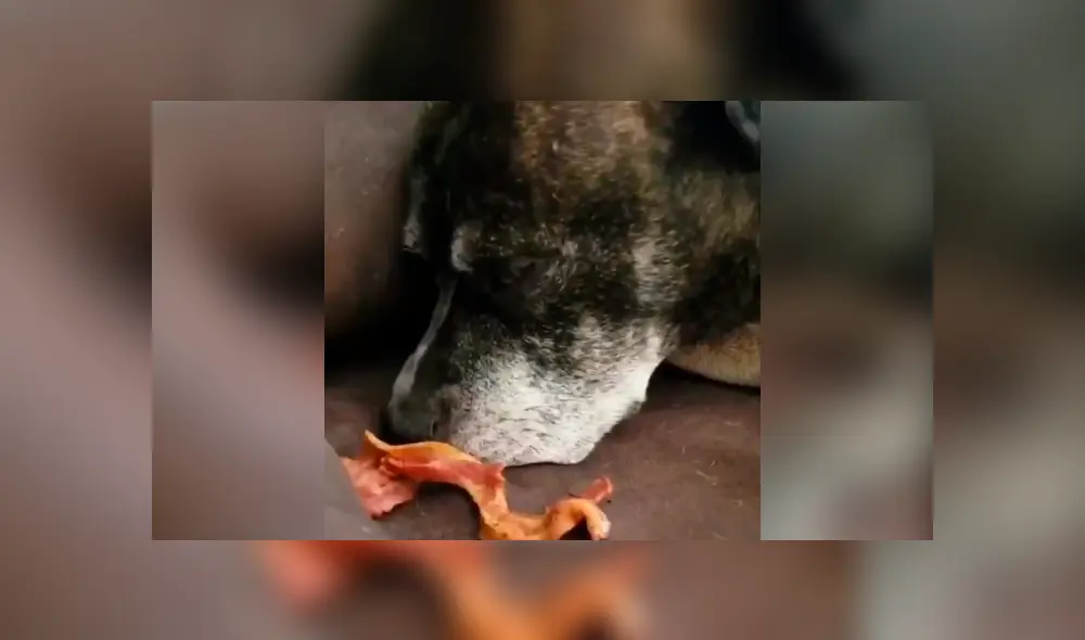 Desliza hacia la izquierda para ver la reacción del perro al oler un tocino. Video es viral en Facebook. Desliza hacia la izquierda para ver la reacción del perro al oler un tocino. Video es viral en Facebook.