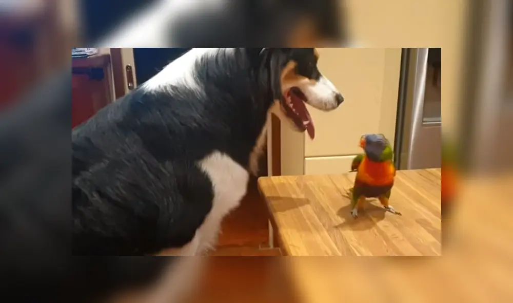 Video es viral en Facebook. El ave no soportó que el can dejara de jugar y darle cariño y manifestó su enojo con una graciosa conducta que ha hecho reír a todos Video es viral en Facebook. El ave no soportó que el can dejara de jugar y darle cariño y manifestó su enojo con una graciosa conducta que ha hecho reír a todos