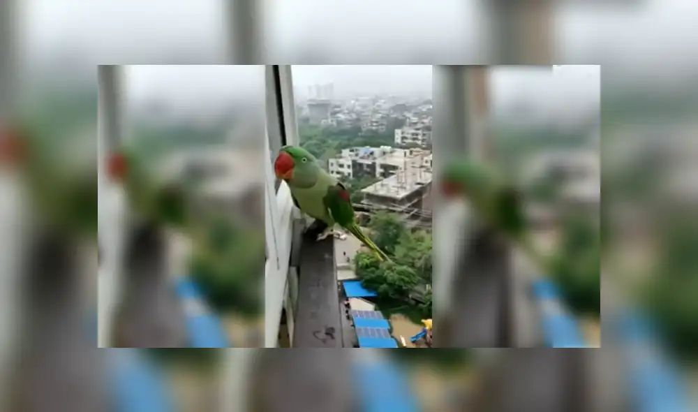 Desliza para ver los detalles del video viral publicado en YouTube. Foto: Captura. Desliza para ver los detalles del video viral publicado en YouTube. Foto: Captura.