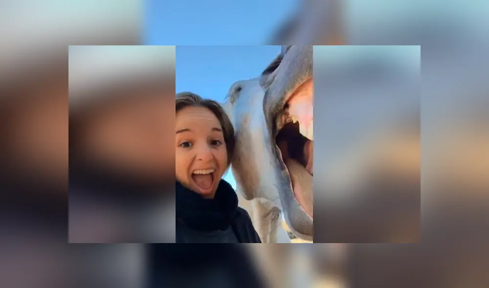 Tiktok viral: intenta tomarse ‘selfie’ con caballo y este tiene efusiva reacción que arruina fotografía