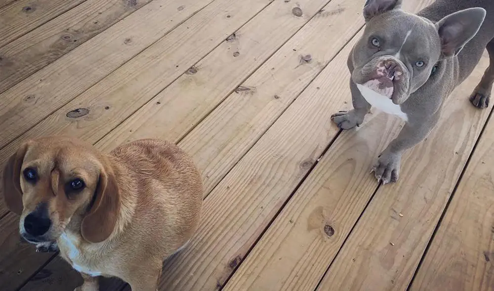 Narwhal perro unicornio Narwhal perro unicornio