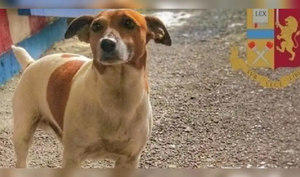 Italia: Peligrosa mafia ofrece cuantioso pago a quien mate a perro antidrogas