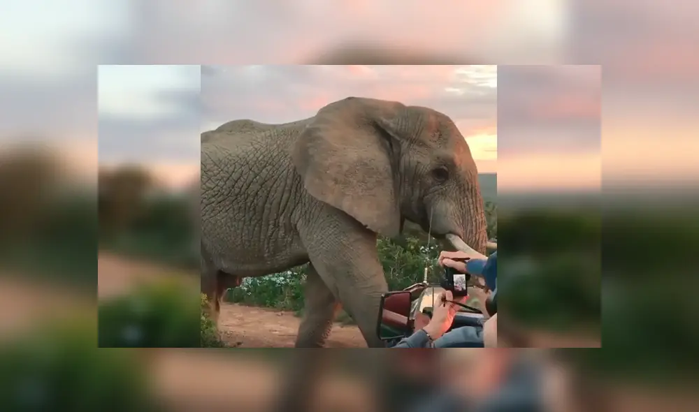 Desliza las imágenes hacia la izquierda para observar la noble acción de un elefante al notar la presencia de turistas. Desliza las imágenes hacia la izquierda para observar la noble acción de un elefante al notar la presencia de turistas.