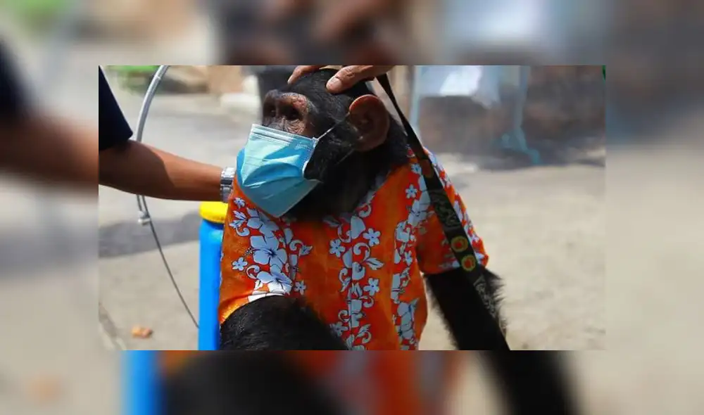 Tailandia: obligan a un mono a desinfectar zoológico sobre una bicicleta