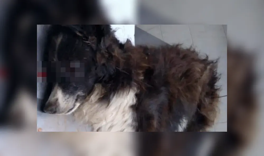 Murió Malevo, el perro que fue baleado por unos ladrones al defender a una pareja de ancianos