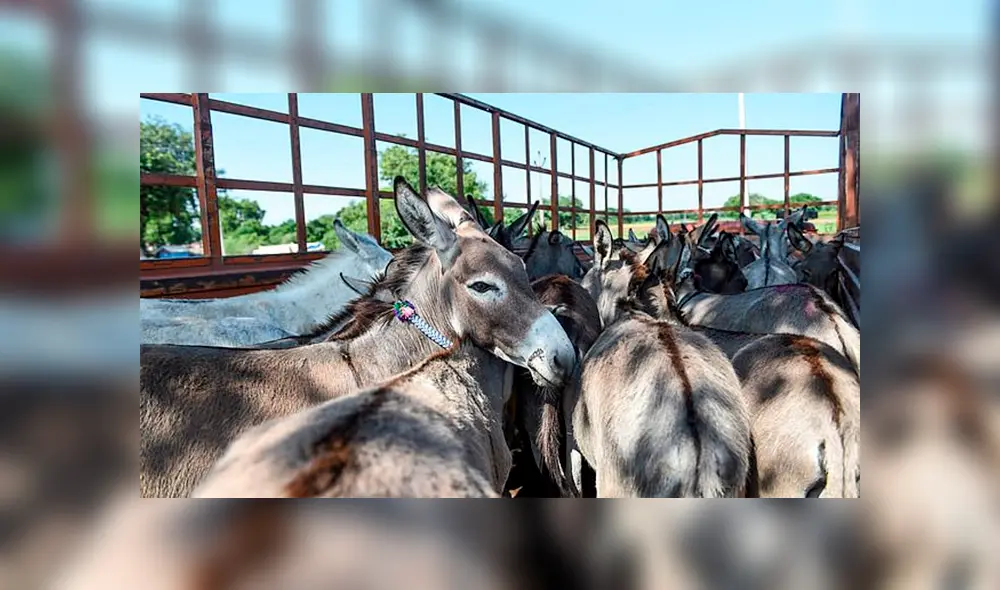 Mitad de la población de burros en riesgo de desaparecer por la elaboración del ‘ejiao’ Mitad de la población de burros en riesgo de desaparecer por la elaboración del ‘ejiao’