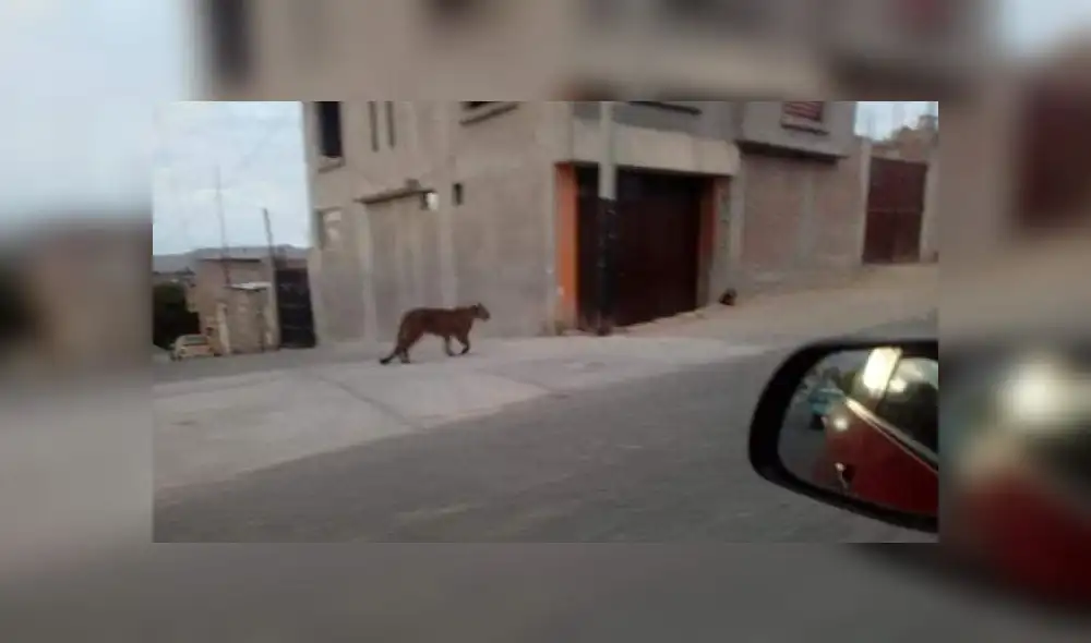 Buscan a puma
