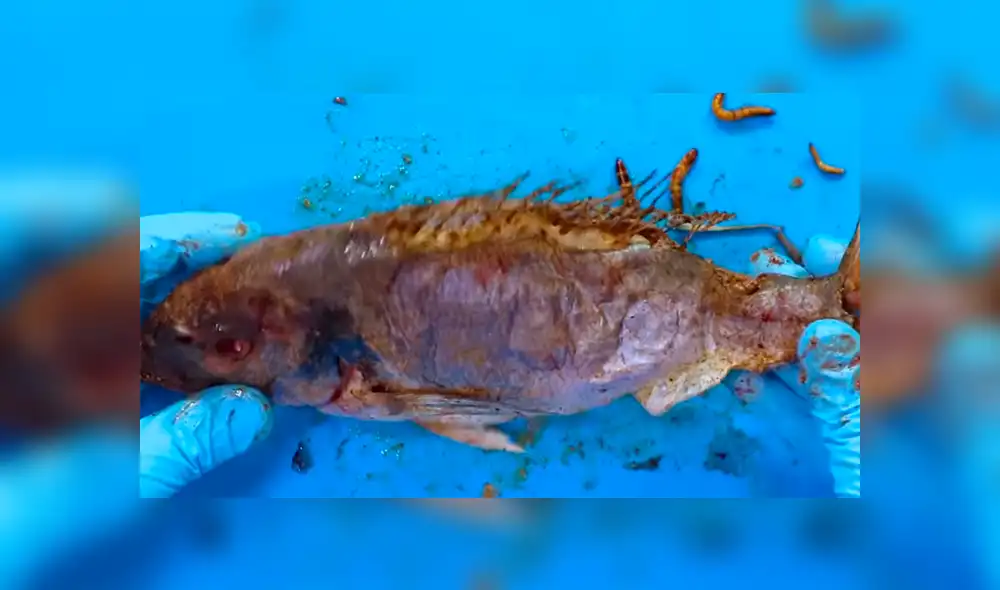 YouTube viral: Arroja pescado a recipiente lleno de gusanos carnívoros y esto sucede [VIDEO]
