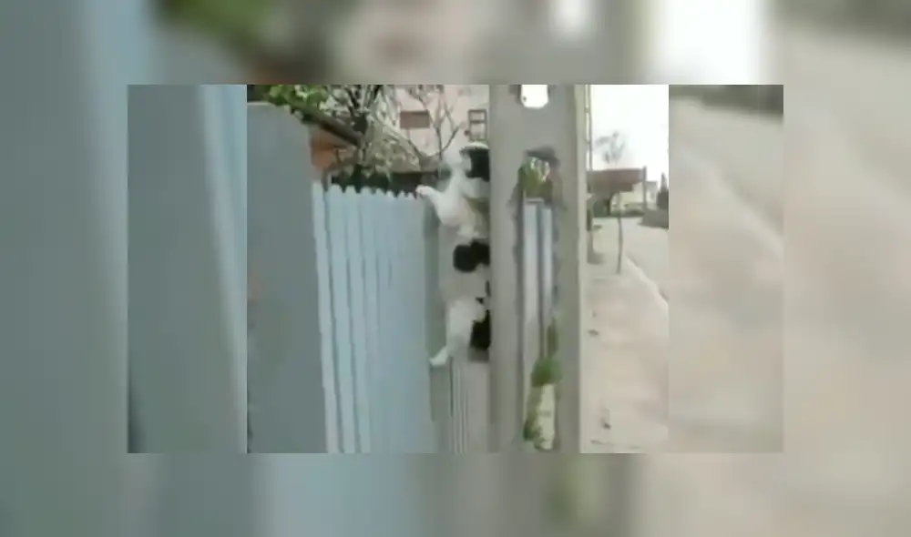 En Facebook, un joven captó el preciso instante que su perro se apoya en la pared para lograr entrar a la casa de su vecino. En Facebook, un joven captó el preciso instante que su perro se apoya en la pared para lograr entrar a la casa de su vecino.
