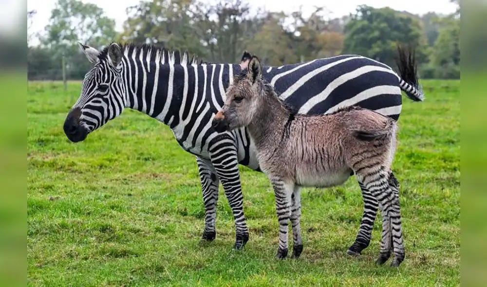 Facebook: Burro y cebra tienen una cría y apariencia de esta criatura sorprende a todos Facebook: Burro y cebra tienen una cría y apariencia de esta criatura sorprende a todos
