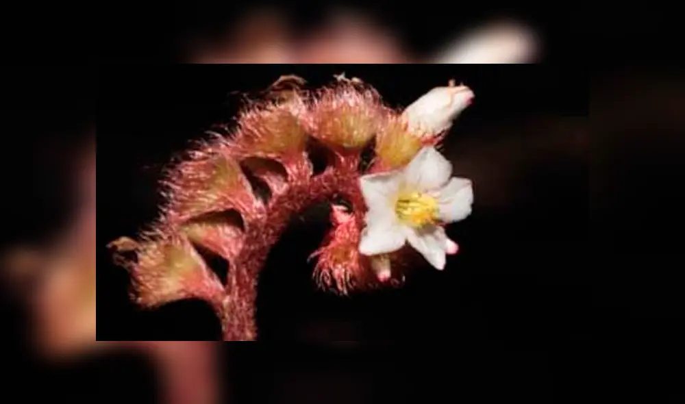 Descubren seis nuevas especies de plantas para la ciencia en parque nacional de Oxapampa [FOTOS]