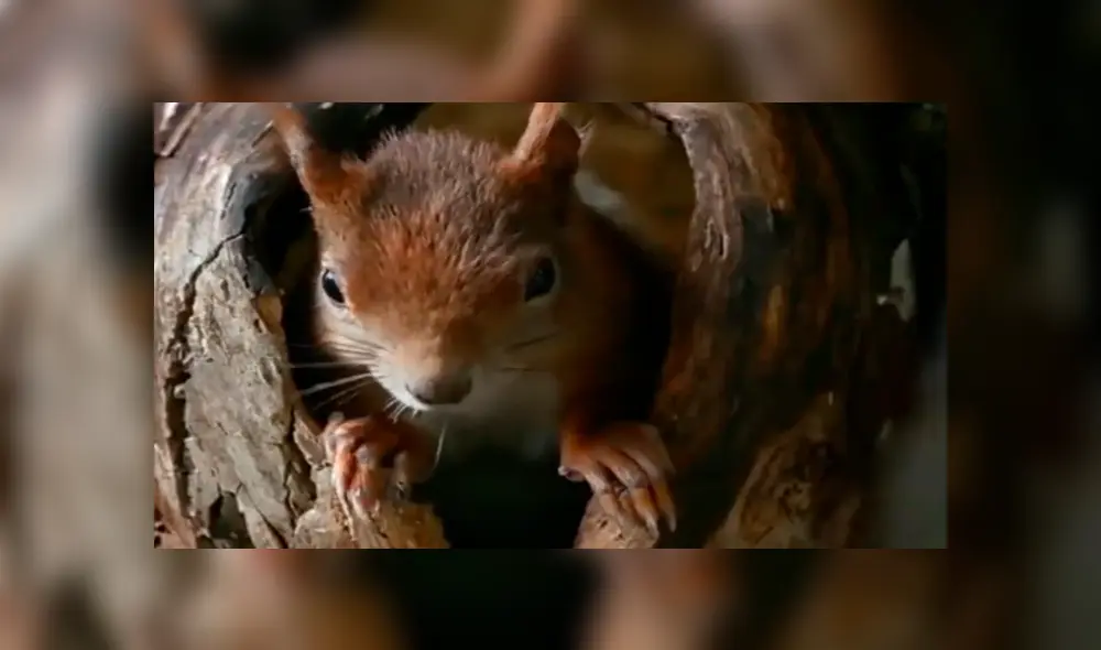 Facebook viral: joven coloca cámara escondida y registra momento que ardilla da a luz [VIDEO]