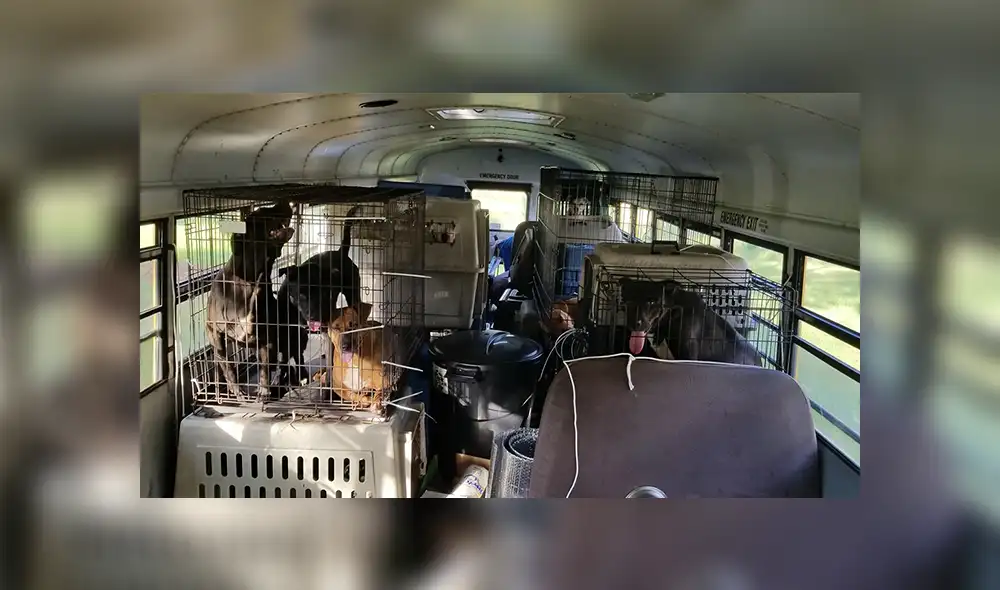 Recorre zonas afectadas por huracán Florence rescatando mascotas abandonadas