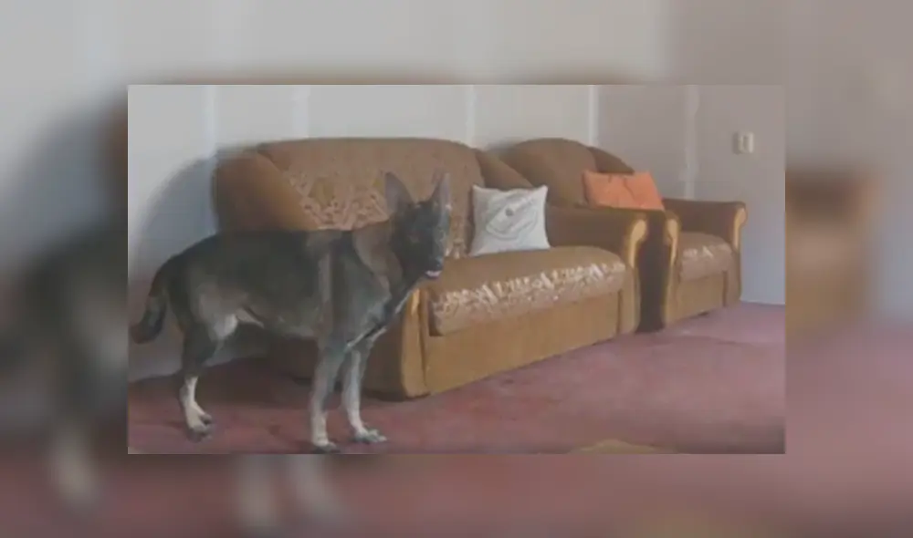Video es viral en Facebook. Los dueños dejaron solos a sus perros en la sala de su casa y cuando regresaron a verlos, se llevaron una gran sorpresa Video es viral en Facebook. Los dueños dejaron solos a sus perros en la sala de su casa y cuando regresaron a verlos, se llevaron una gran sorpresa