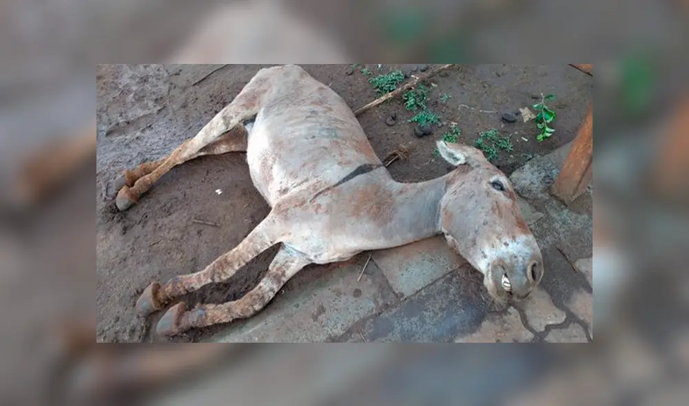 Mitad de la población de burros en riesgo de desaparecer por la elaboración del ‘ejiao’ Mitad de la población de burros en riesgo de desaparecer por la elaboración del ‘ejiao’