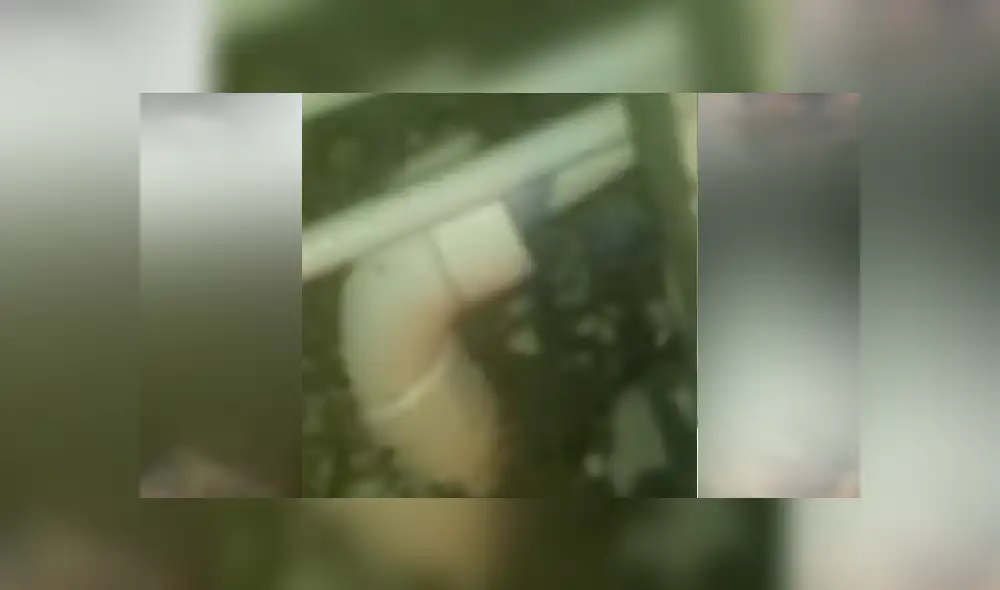 Un video viral de Facebook muestra al cangrejo con cientos de crías escondido en una tubería. Un video viral de Facebook muestra al cangrejo con cientos de crías escondido en una tubería.