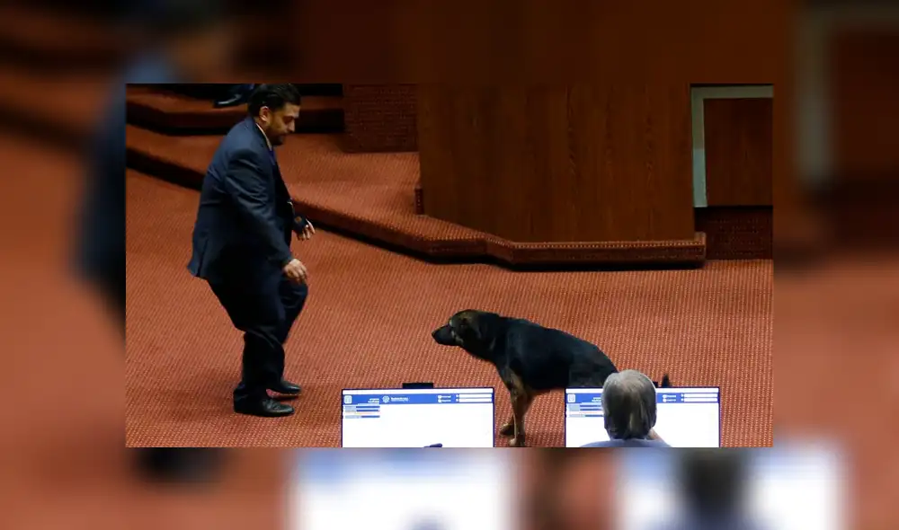 El perrito interrumpió el hemiciclo mientras se debatía el proyecto de ley de Seguro Catastrófico. Foto: Cooperativa.cl