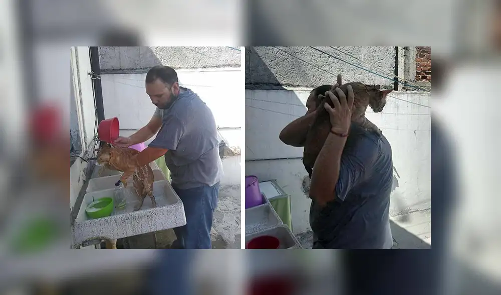 Facebook viral: señor encuentra a gato abandonado, lo lleva a su casa y sucede lo peor [VIDEO]