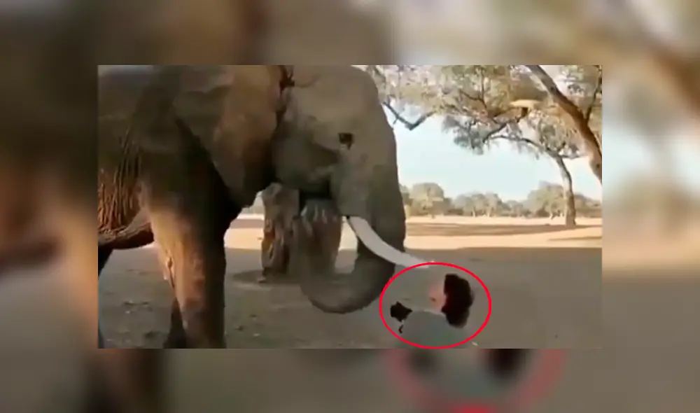 Enorme elefante tropieza con mujer y hace lo impensado para sacarla de su camino [VIDEO]