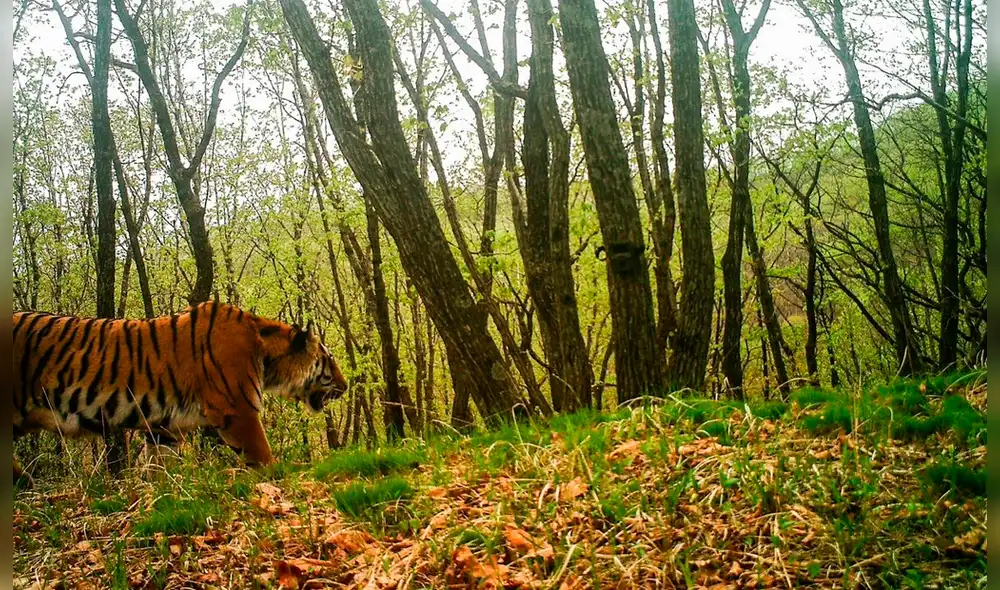 Facebook viral: tigre se toma curioso selfie al encontrar una cámara escondida dentro de recinto [FOTOS]