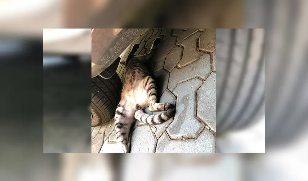 Facebook viral: cree que gato había sido aplastado por una llanta y se lleva una sorpresa [FOTOS]