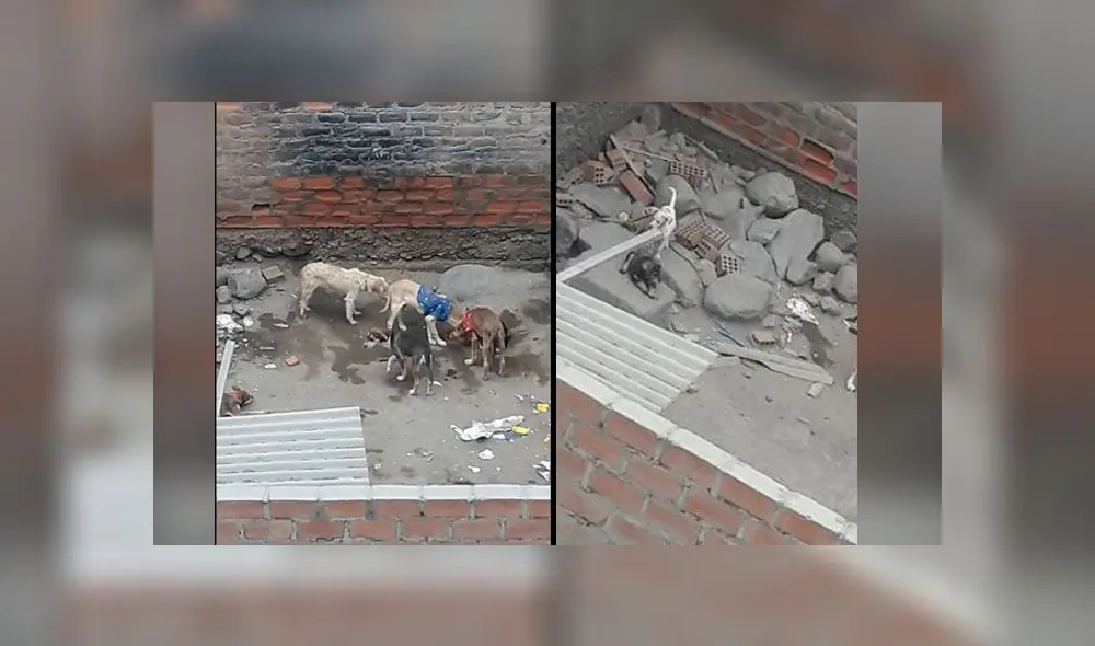 Son cinco perros adultos y cuatro cachorros que viven en pésimas condiciones. Foto: Composición