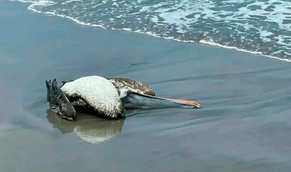 Autoridades de Ilo habilitaron zanja especial para el entierro de aves. Foto: difusión