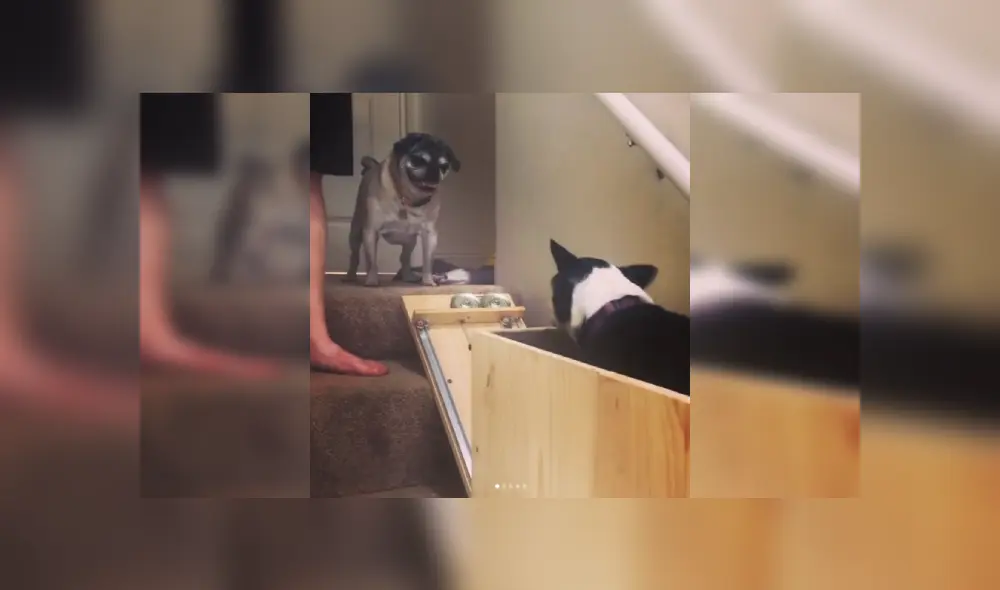 Desliza para ver más imágenes sobre este increíble invento que hizo una joven para sus mascotas. (Foto: captura) Desliza para ver más imágenes sobre este increíble invento que hizo una joven para sus mascotas. (Foto: captura)