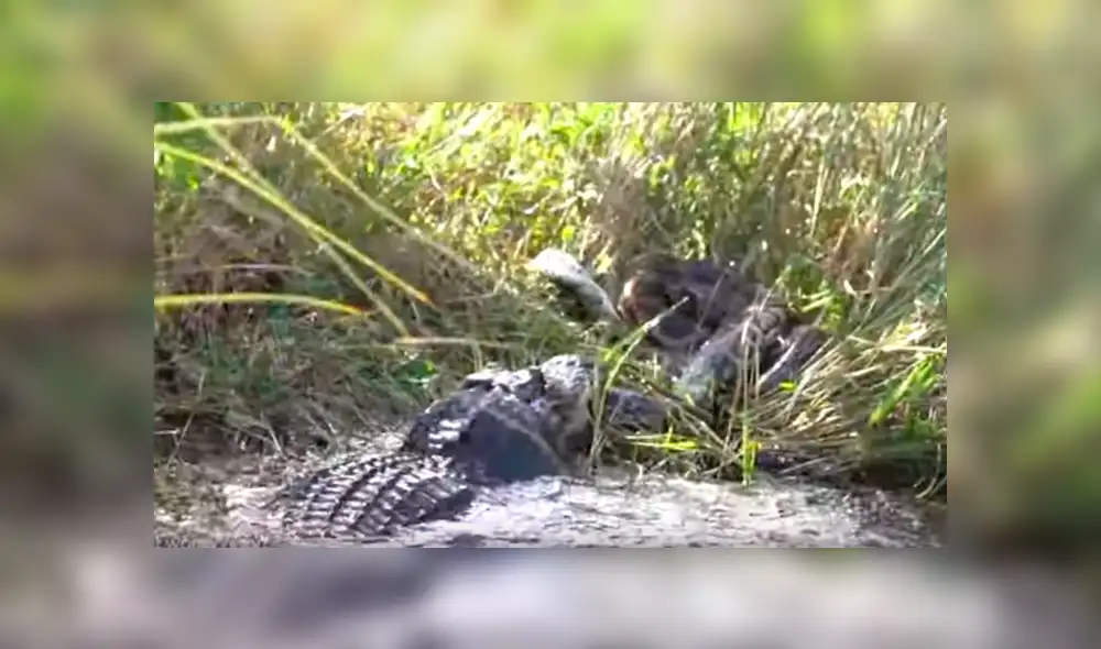 Hambriento cocodrilo y voraz pitón tienen batalla a muerte y terrible final sorprende a miles [VIDEO] 