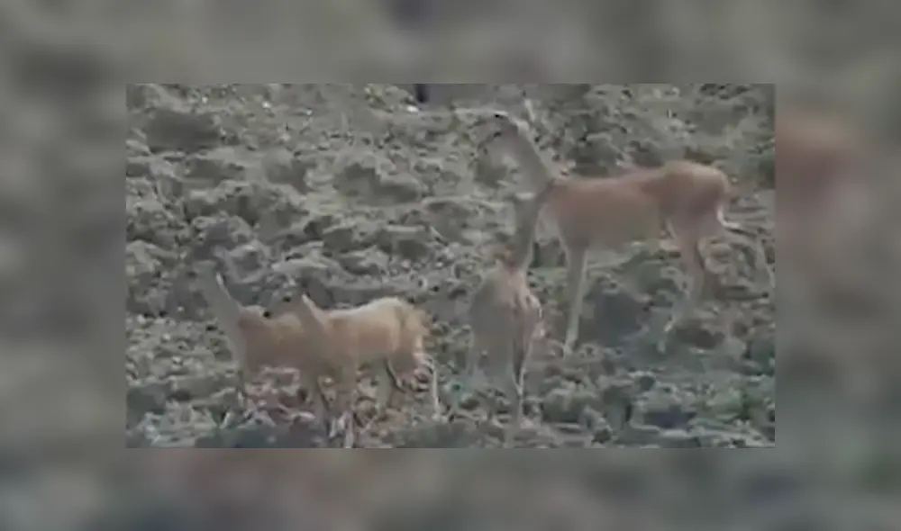 Desliza hacia la izquierda para ver el brutal ataque de una serpiente pitón a un ciervo, escena que consternó a miles en YouTube. Desliza hacia la izquierda para ver el brutal ataque de una serpiente pitón a un ciervo, escena que consternó a miles en YouTube.