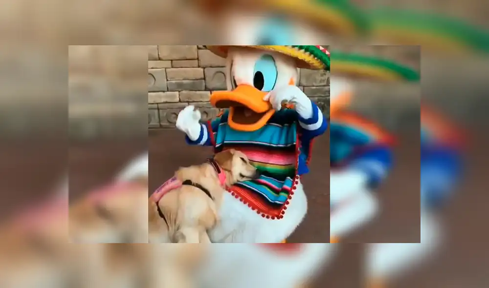 En YouTube, un perro acudió con su familia a un centro de diversiones de Disney y se encontró con el ‘Pato Donald’. En YouTube, un perro acudió con su familia a un centro de diversiones de Disney y se encontró con el ‘Pato Donald’.