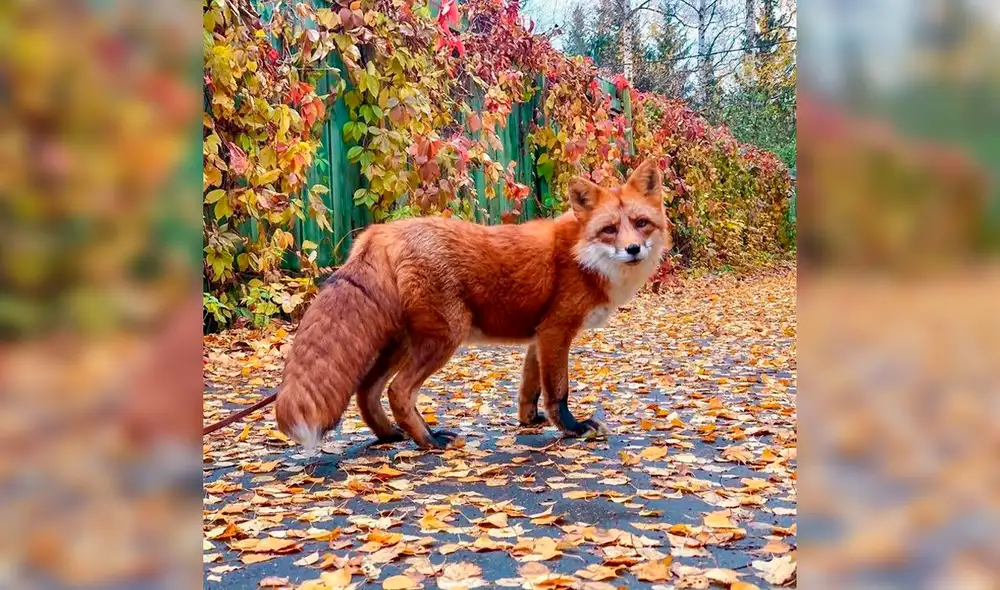 Desliza las imágenes para ver el rotundo cambio de vida de un zorro que iba a ser sacrificado para convertirse en abrigo. Foto: Facebook Desliza las imágenes para ver el rotundo cambio de vida de un zorro que iba a ser sacrificado para convertirse en abrigo. Foto: Facebook