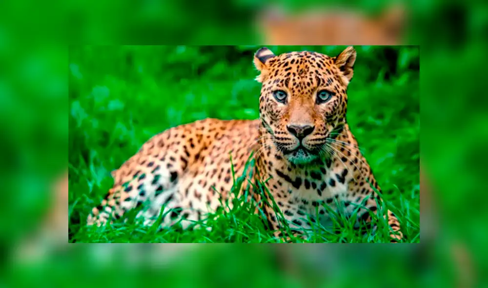 YouTube viral: perro ingresa a peligroso campo de depredadores, aparece leopardo y sucede lo peor [VIDEO] 