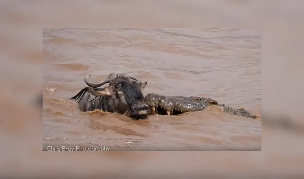 Video es viral en YouTube. Fotógrafo captó el inesperado final que obtuvo un distraído ñu, tras ser embestido por un enorme cocodrilo que emergió de las aguas para atacarlo Video es viral en YouTube. Fotógrafo captó el inesperado final que obtuvo un distraído ñu, tras ser embestido por un enorme cocodrilo que emergió de las aguas para atacarlo
