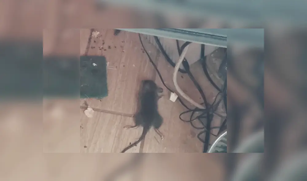 La cadena de pizzerías manifestó haber solucionado el problema. Foto: Stephen Christopher Estrada / Facebook.