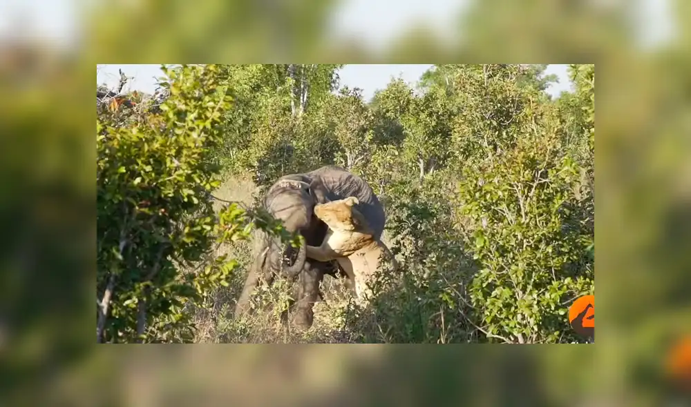 Desliza para ver la brutal pelea que asombró a todos en YouTube. Foto: Captura. Desliza para ver la brutal pelea que asombró a todos en YouTube. Foto: Captura.