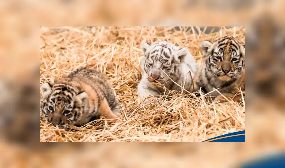Parque de las Leyendas busca nombres para cachorras de tigre de bengala. Foto: Parque de las Leyendas