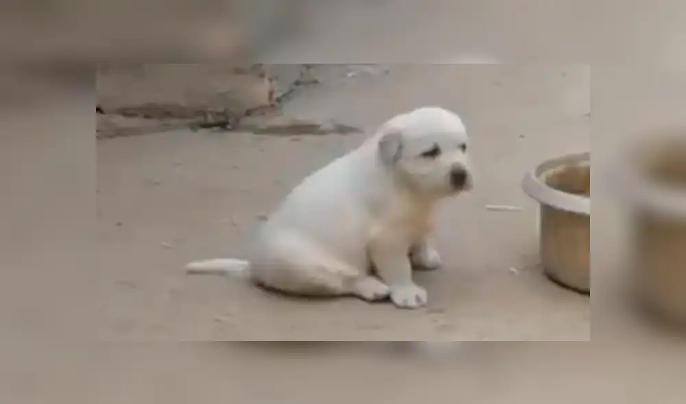 YouTube viral: perro aprende a cacarear como gallinas tras pasar semanas a su lado [VIDEO]
