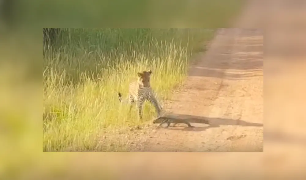 Captan a lagartija peleando con leopardo hambriento para no ser devorada y ocurre lo impensado [VIDEO] 