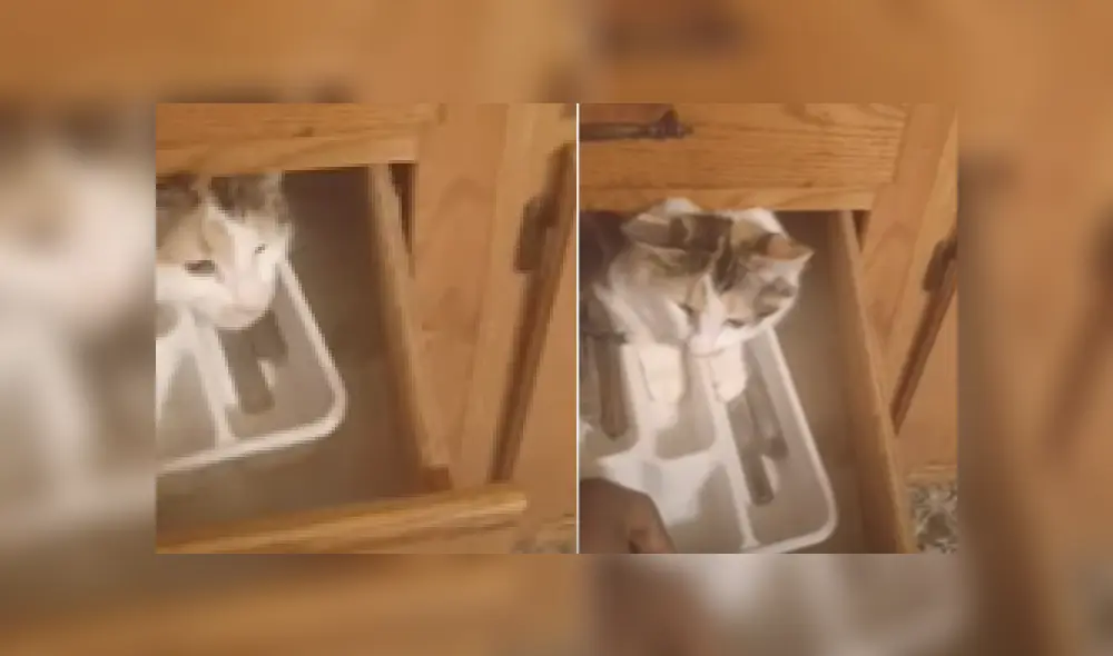 Desliza a la izquierda para ver más fotos de la divertida escena entre el travieso gato y su dueño que se hizo viral en Facebook. (Foto: captura)