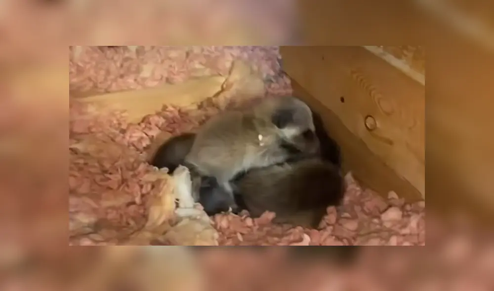 Unos rescatistas sacaron a unos pequeños mapaches que habían invadido el techo de una casa. Foto: YouTube