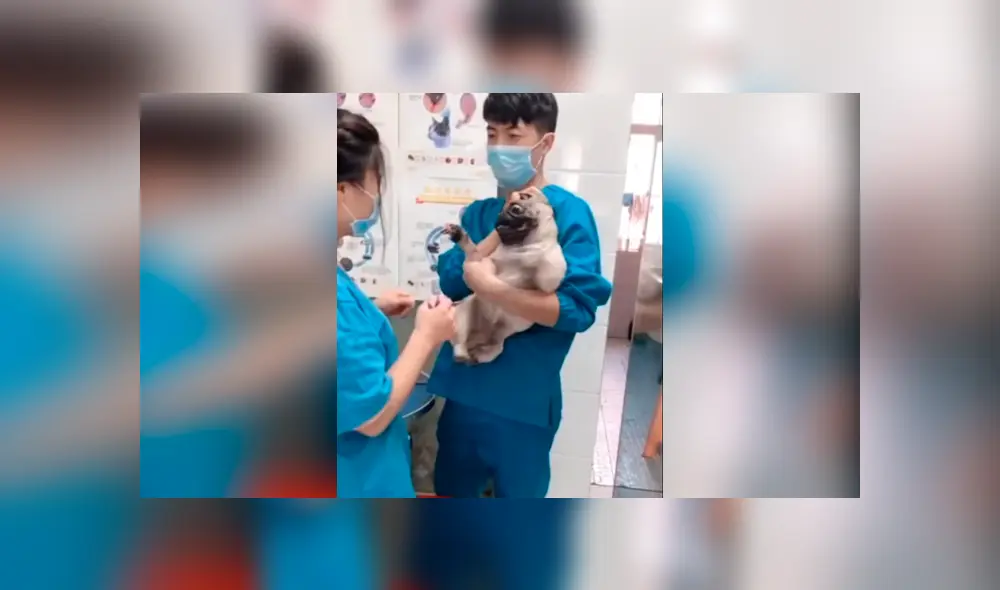 En Facebook, miles se han carcajeado al escuchar los escandalosos gritos de un perro pug cuando le cortaban las uñas. En Facebook, miles se han carcajeado al escuchar los escandalosos gritos de un perro pug cuando le cortaban las uñas.
