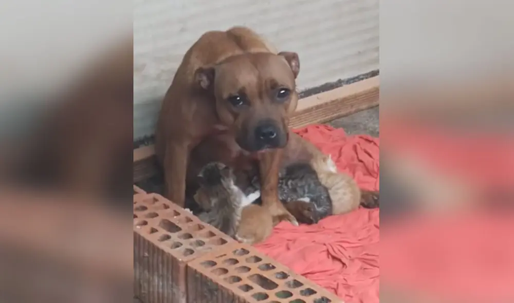 Esta perrita ha conmovido a miles de usuarios en las redes sociales al mostrar su noble actitud hacia los pequeños felinos. Foto: captura de YouTube Esta perrita ha conmovido a miles de usuarios en las redes sociales al mostrar su noble actitud hacia los pequeños felinos. Foto: captura de YouTube