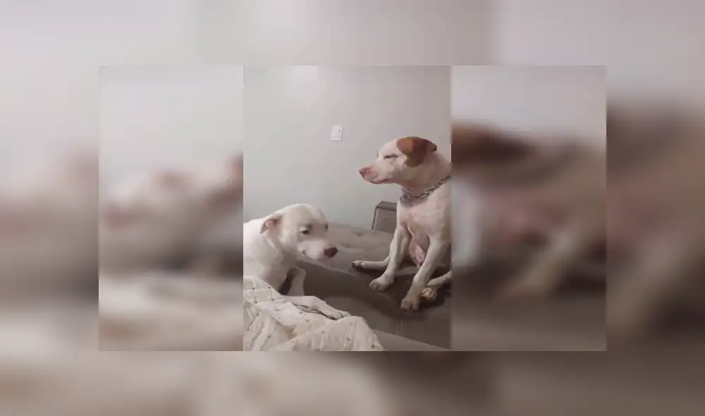 Desliza las imágenes hacia la izquierda para apreciar la amorosa escena que protagonizaron una pareja de perros. Foto: Captura.