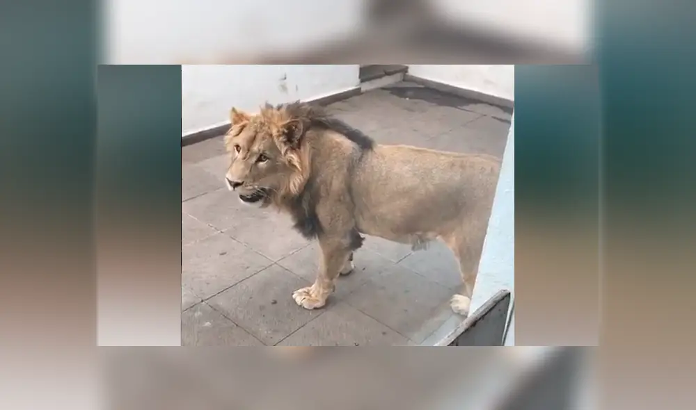 Desliza hacia la izquierda para ver la reacción que tuvo un león al reencontrarse con la persona que lo cuidó de bebé, hecho que se hizo viral en YouTube.