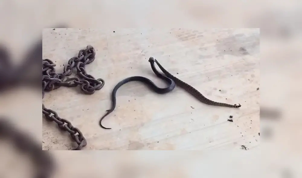 Un hombre quedó ‘boquiabierto’ al grabar en un video viral de Facebook el brutal enfrentamiento entre dos serpientes venenosas, sin imaginar el trágico desenlace. Un hombre quedó ‘boquiabierto’ al grabar en un video viral de Facebook el brutal enfrentamiento entre dos serpientes venenosas, sin imaginar el trágico desenlace.