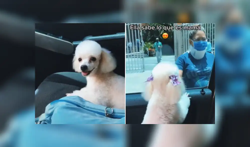 Desliza hacia la izquierda para ver más imágenes de esta adorable perrita que conmovió las redes sociales. (Foto: captura / TikTok)