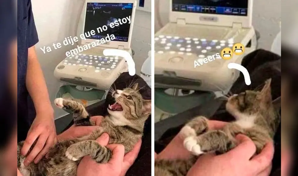 Facebook: gata se entera que está embarazada y su reacción hace reír a todos