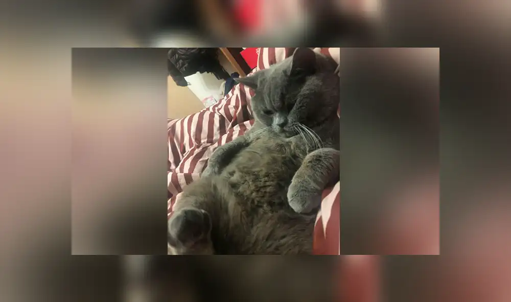 Desliza para ver las imágenes del gato protagonista de esta curiosa historia que se hizo viral. Desliza para ver las imágenes del gato protagonista de esta curiosa historia que se hizo viral.