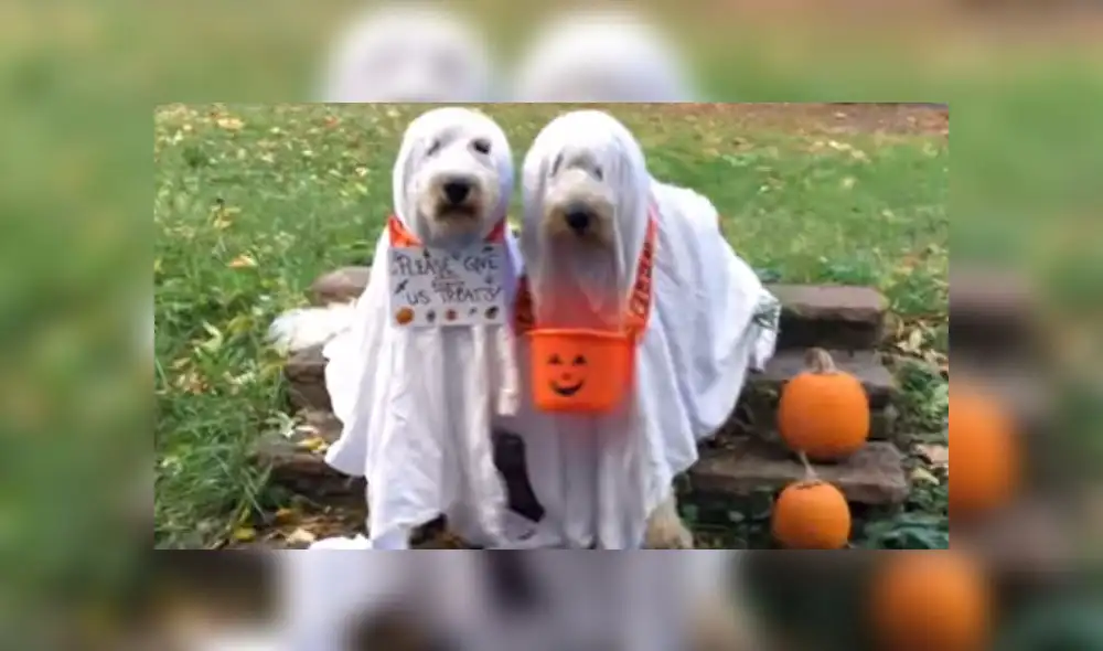 Facebook: "Perros fantasmas" recorren las calles en busca de dulces por Halloween